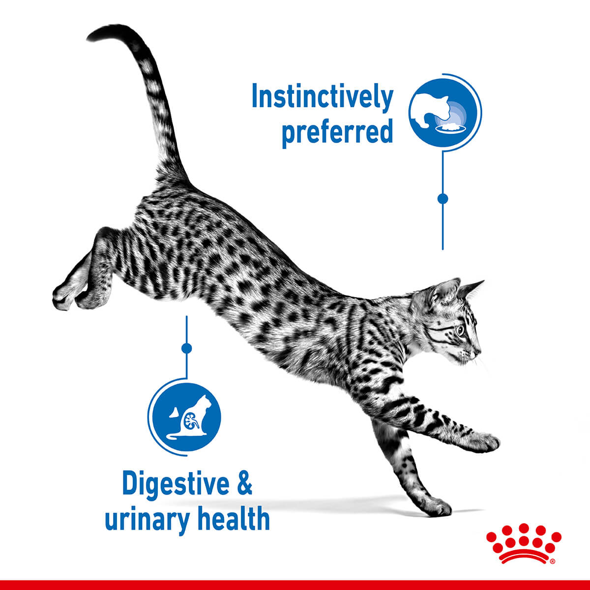Royal Canin 室內果凍濕貓糧 85g
