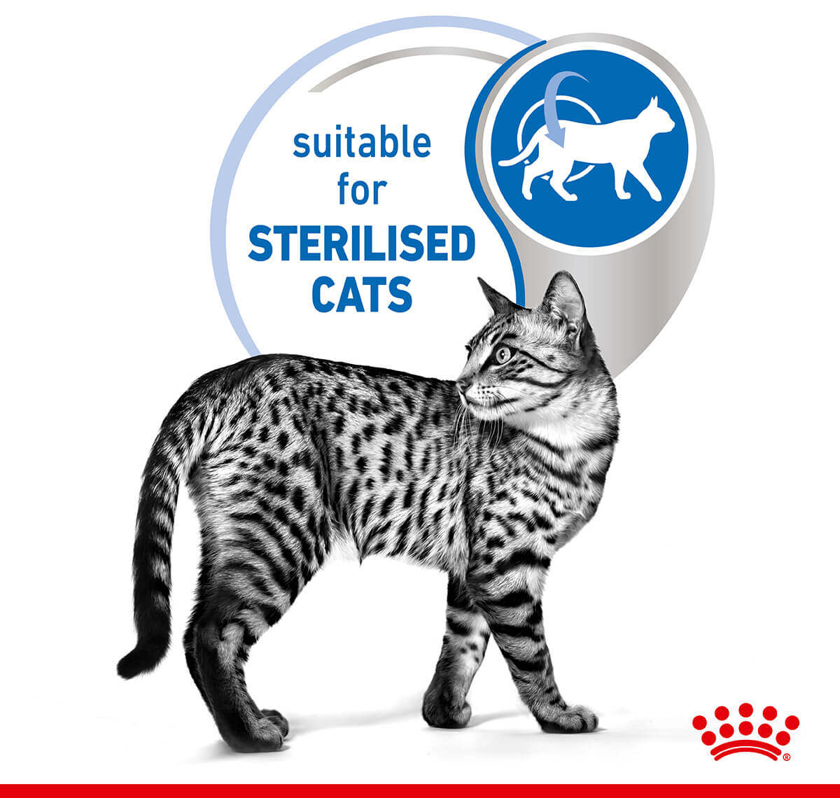 Royal Canin 室內果凍濕貓糧 85g